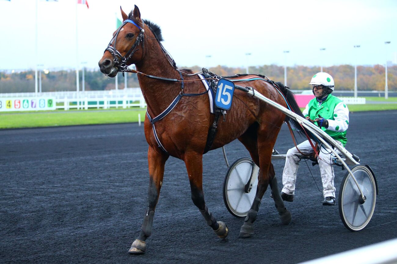 DAMOCLEY DE BEA - Cheval de Trot